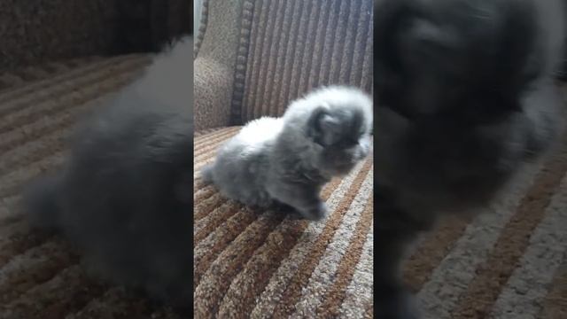 Голубая персидская девочка. 1 мес смотреть онлайн