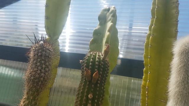 Мои цветы,хобби.Редкие кактусы.Это чудо.Cacteen. смотреть онлайн