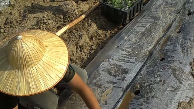 Капельный полив