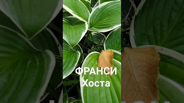 ФРАНСИ Хоста #купитьхосту #хостомания #купитьхосты смотреть онлайн