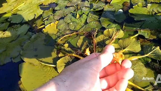 РЕЛИКТОВЫЙ ОРЕХ Речной водяной орех / КРАСИВОЕ растение для пруда дачи и вкусное лакомство #орехи