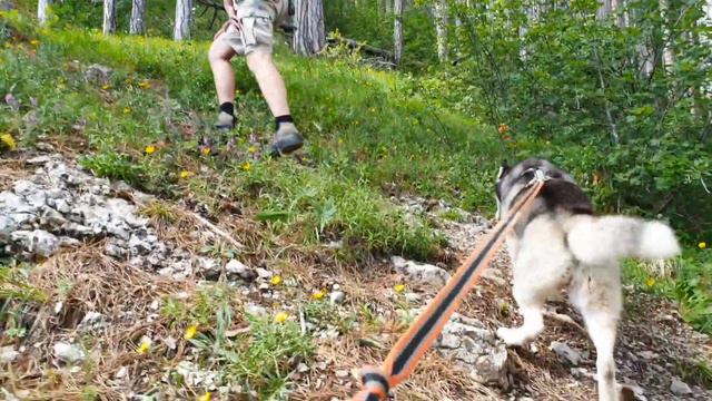 Хаски Раймоли. Поход на плато смотреть онлайн