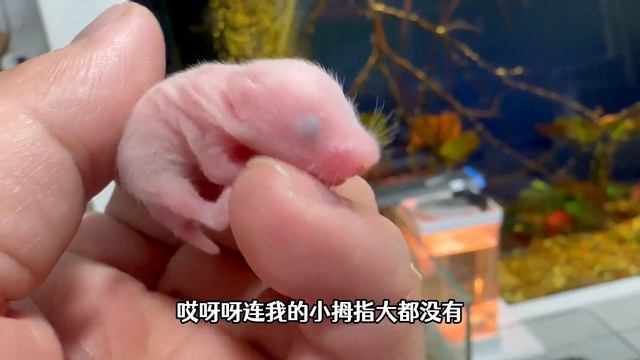 金丝熊生了一窝熊崽，因好奇用手玩了一下，惹得熊妈差点咬死孩子 смотреть онлайн