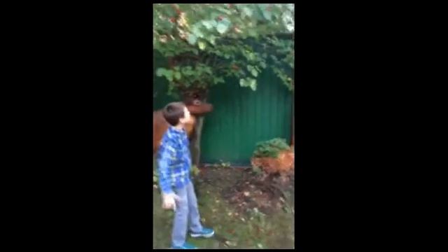 Овсей Дриз «До свидания, лето» смотреть онлайн