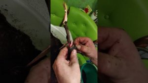 Пион древовидный Хай Нун посадка саженца