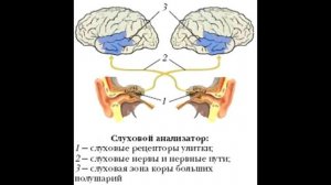 § 16 Органы слуха и равновесия. Их анализаторы