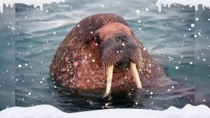 животные севера полюса