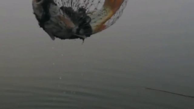 Тащим сазанов! смотреть онлайн