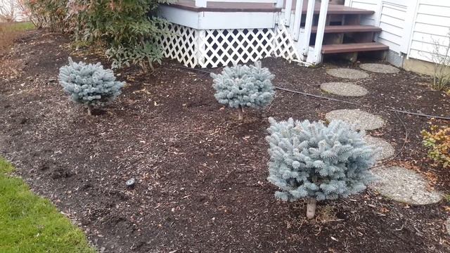 Dwarf Colorado Blue Spruce / Picea pungens 'Glauca Globosa' смотреть онлайн