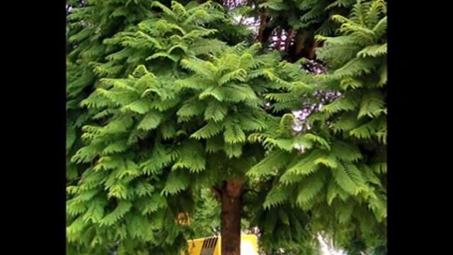 ? Jacaranda (Jacaranda mimosifolia D.Don.). ? смотреть онлайн