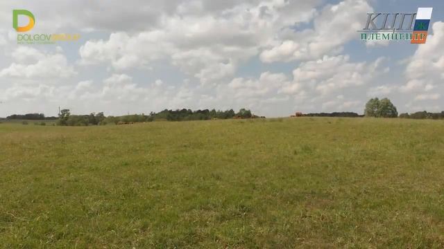 Наш любимый КРС. Шароле, Лимузины и Абердин-Ангусы в Калининграде смотреть онлайн