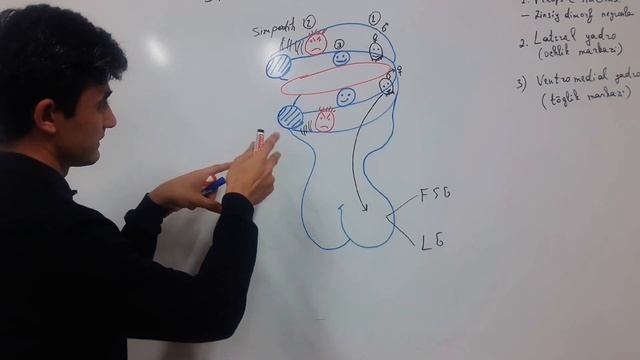 Gipotalamus 2-qism | Гипоталамус. @Usanov19 смотреть онлайн