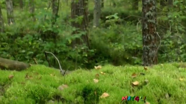 Грибы в Лесу Разные и Мокруха Розовая -Гомфидиус Розеус. смотреть онлайн