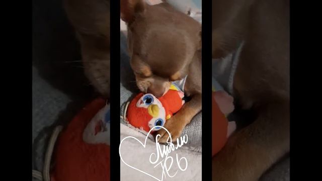 Милота ♡ Ну какая она волшебная! смотреть онлайн