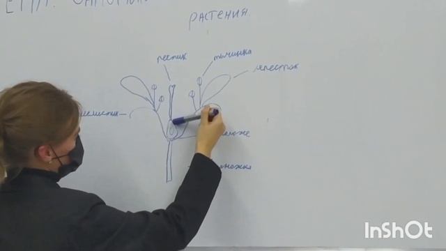 Однодольные и двудольные растения. Биология 8 класс.