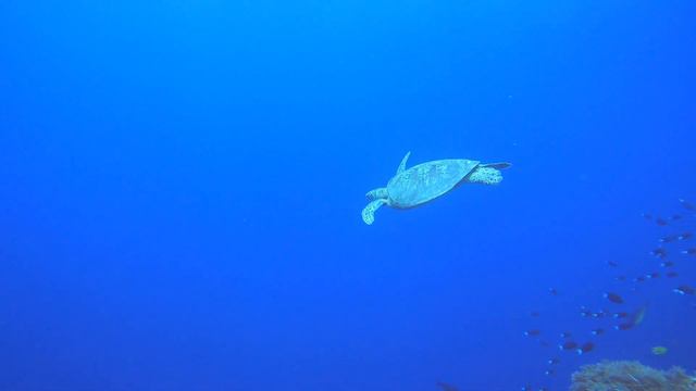 Dive In Tubbataha Reef Philippines (4K) смотреть онлайн