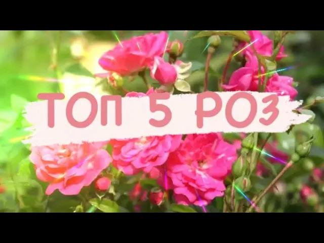 ТОП 5 Розы для розовой клумбы ❗️ СУПЕР подборка ❗️.mp4 смотреть онлайн