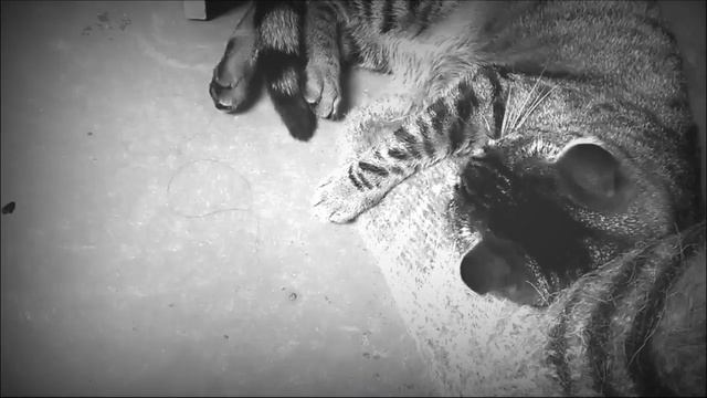 Странное поведение моего кота смотреть онлайн