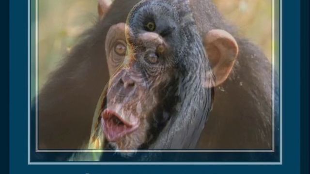 20 легенд о животных в которые мы верим смотреть онлайн