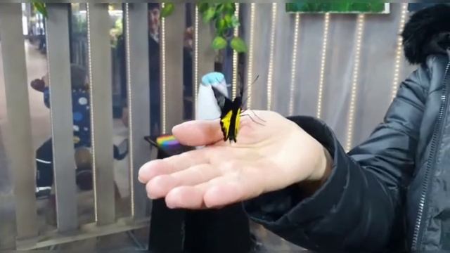 Бабочки Ботанический сад МГУ «АПТЕКАРСКИЙ ОГОРОД»