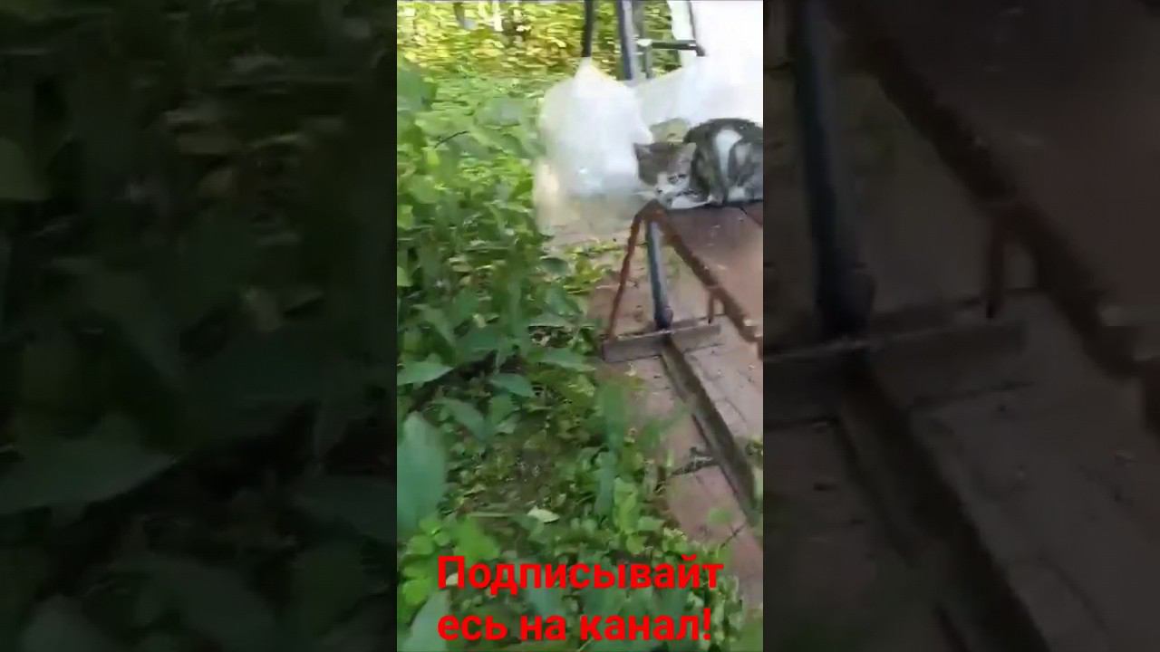 Котёнок и лавочка! смотреть онлайн
