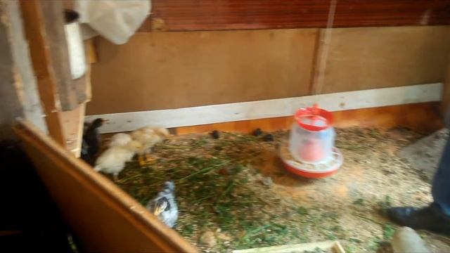 Цыплята в Энгельсе | 2 месяца | Уличный загон смотреть онлайн