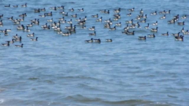 Testing quality of a Nikon S8100 смотреть онлайн