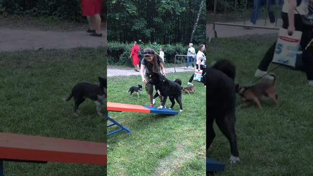 Фестиваль домашних животных PETSHOP DAYS смотреть онлайн