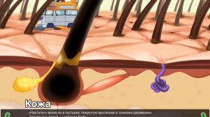 Развивашки для детей. Как устроен  человек. Кожа