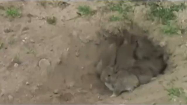 Зайчиха прячет зайчат, от увиденного замираешь. смотреть онлайн