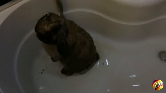 Моем нашего вислоухого кролика в душевой кабине/Как помыть кролика смотреть онлайн