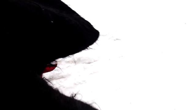 КТО-ТО ПРЕСЛЕДУЕТ НАС В ЛЕСУ 24 часа | ВЫЗОВ ДУХОВ #БИЛЛИ ч.6 смотреть онлайн