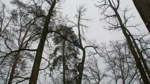 Кронирование деревьев