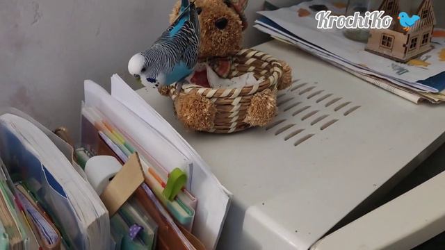 Крош избавляется от ненужного. волнистый попугайчик Krosh Gets Rid Of The Unnecessary. Budgerigar