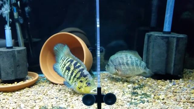 Red tiger mota vs. Freddy Cichlids смотреть онлайн