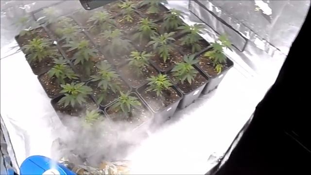 13x Original Amnesia ,12x Sage 'n Sour - 400W grow/600W flower смотреть онлайн