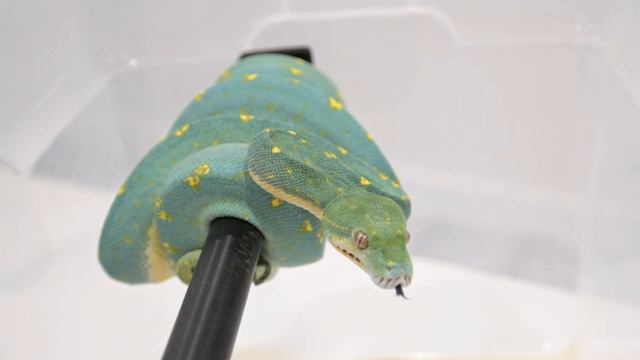 Green Tree PYthon 4K30 Slow Mo Test смотреть онлайн