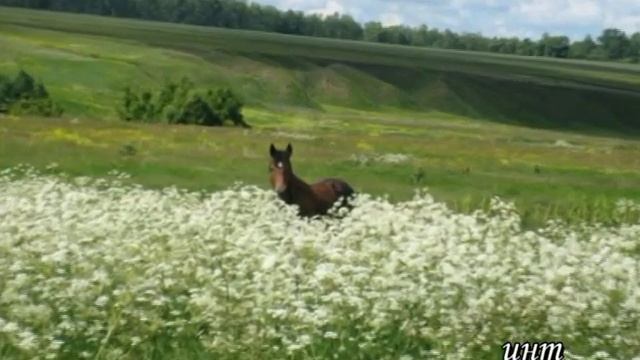 Николай Рубцов Деревенские ночи смотреть онлайн