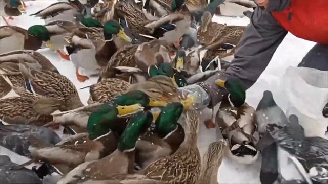 Кормим уток . Серый селезень. Кормушка (We feed ducks. Gray drake. The feeder / 喂鸭子) 2023 03 11 смотреть онлайн