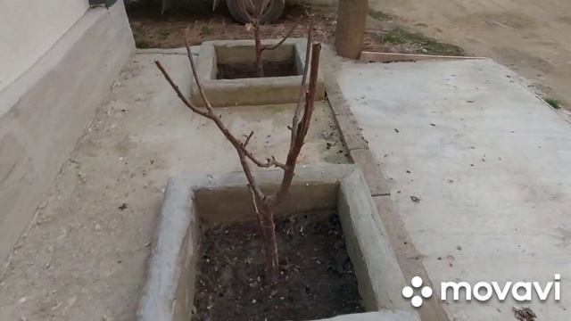 Супер опрыскиватель для сада! Рекомендую!