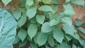 Начала созревать Актинидия Коломикта