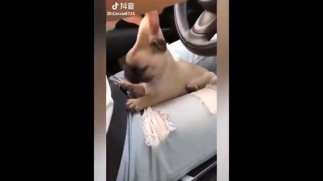 Самые смешные преколы про животных часть 3 смотреть онлайн