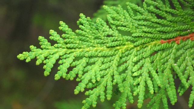 Почему нельзя сажать некоторые деревья рядом с домом, о чем говорят народные поверья смотреть онлайн