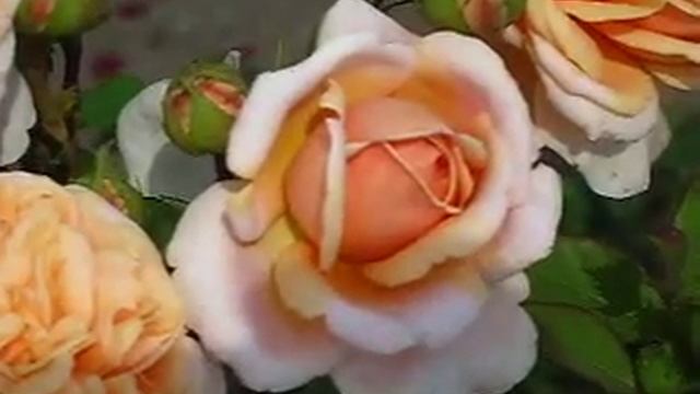 Розы. Пет Остин. смотреть онлайн