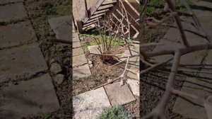 обрезка хурмы весной