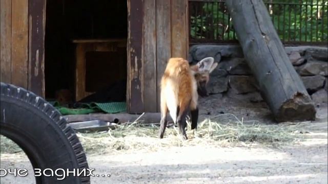 Гривистый волк - забавный ребенок появился в нашем зоопарке. смотреть онлайн