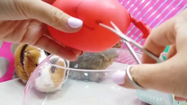 Очень крутой АНТИСТРЕСС ЧЕЛЛЕНДЖ для МОРСКИХ СВИНОК Бузи и Кузи смотреть онлайн