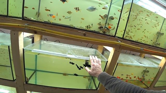 На 100% увеличил свет, подготовка к оформлению природных аквариумов смотреть онлайн