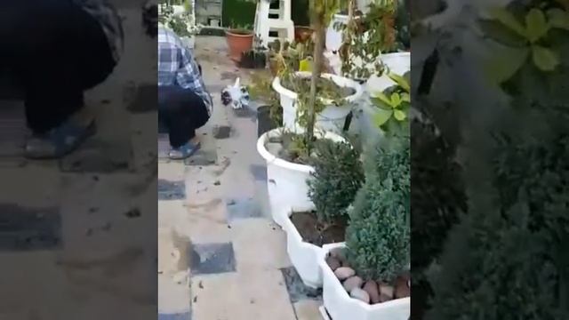 Голубь несет цветок голубке смотреть онлайн