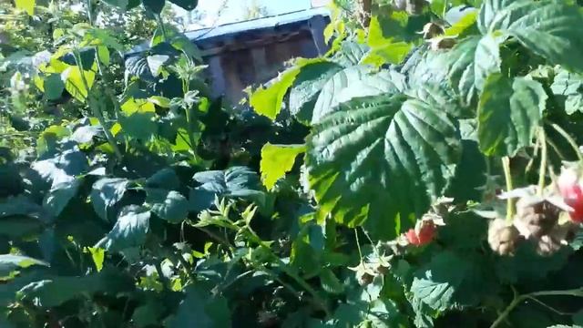 сбор первой ягодки малинки смотреть онлайн